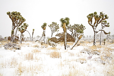 Rare winter snowfall, Joshua Tree National Park, California, United States of America, North America