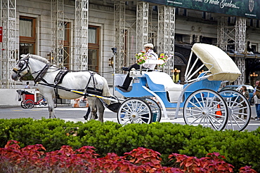 Horse carriage, Central Park, New York City, New York, United States of America, North America