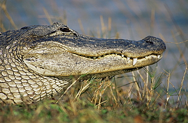 Alligator, Everglades National Park, Florida, United States of America, North America