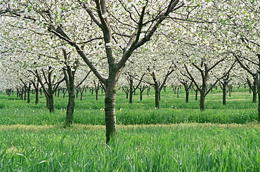 Apple orchards, South Bend area, Indiana, United States of America, North America