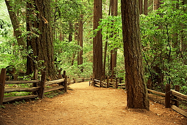 Henry Cowell State Park, Santa Cruz, California, United States of America, North America