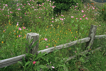 Ranch fence, Half Moon Bay, San Mateo County, California, United States of America, North America