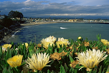 Ice plant flowers, Santa Cruz coastline, California, United States of America, North America