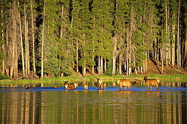 Elk crossing, Sprague Lake, Rocky Mountain National Park, Colorado, United States of America, North America