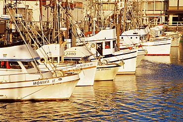 Fishing fleet, Fisherman's Wharf, San Francisco, California, United States of America, North America