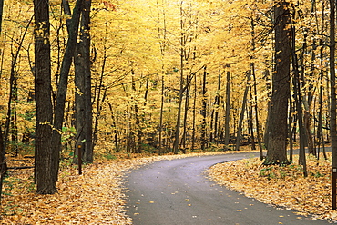 The Morton Arboretum, Dupage County, Chicago, Illinois, United States of America, North America