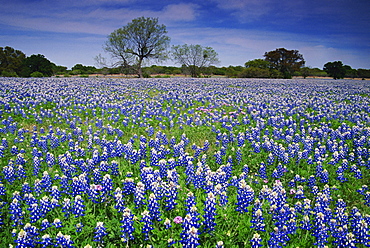 Field of bluebonnets, Burnet area, Hill Country, Austin, Texas, United States of America, North America