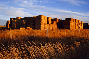 Hay bales, Bellevue, Sun Valley region, Idaho, United States of America, North America