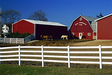 Horse farm, Racine, Greater Milwaukee area, Wisconsin, United States of America, North America