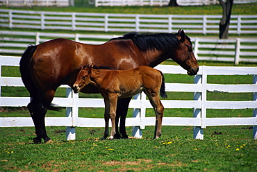 Mare and foal, The Kentucky Horse Park, Lexington, Kentucky, United States of America, North America