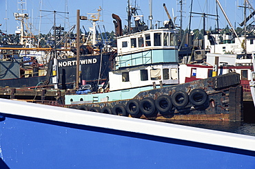 Tug boat, Fisherman's Terminal, Salmon Bay, Seattle, Washington state, United States of America, North America