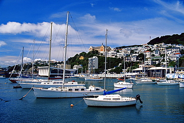 Clyde Quay Marina, Wellington, North Island, New Zealand, Pacific