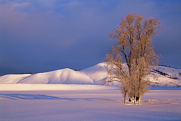 Lone tree, Teton National Park, Wyoming, United States of America, North America