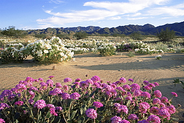 Sand verbena and dune evening primrose, Cottonwood Springs, Joshua Tree National Park, California, United States of America, North America