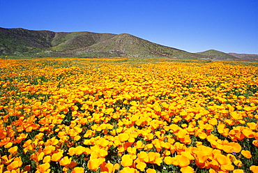 Californian poppies, East County area, San Diego, California, United States of America, North America