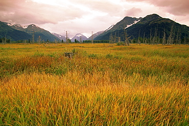 Portage region, Seward Scenic Highway, Alaska, United States of America, North America