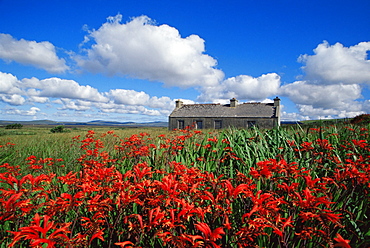 Montbretia flowers and old cottage, Blacksod Bay, County Mayo, Connacht, Republic of Ireland, Europe