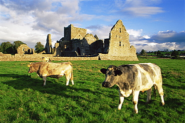 Hore Abbey, Cashel, County Tipperary, Munster, Republic of Ireland, Europe