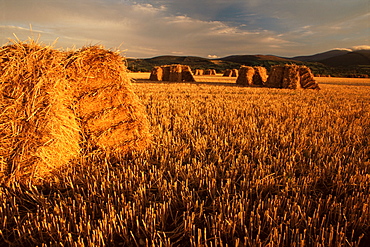 Hay bales, Newcastle, County Tipperary, Munster, Republic of Ireland, Europe