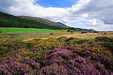 Tain Way trail, Cooley Peninsula, County Louth, Leinster, Republic of Ireland, Europe