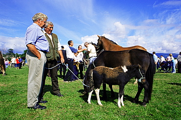 Horses at Puck Fair, Killorglin Town, County Kerry, Munster, Republic of Ireland, Europe