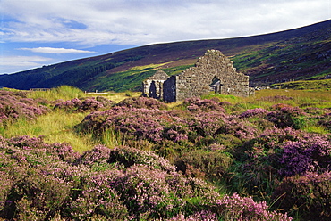 Ruin near Wicklow Gap, Wicklow Mountains, County Wicklow, Leinster, Republic of Ireland, Europe