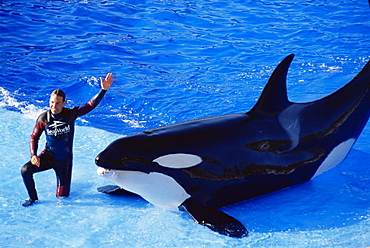 Shamu Show, Seaworld, San Diego, California, United States of America, North America