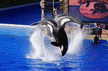 Shamu Show, Seaworld, San Diego, California, United States of America, North America