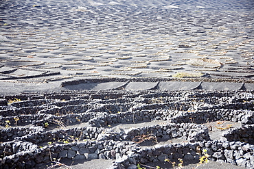 Terraced Vineyard, Lanzarote, Canary Islands, Spain, Atlantic, Europe