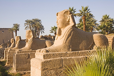 Avenue of Sphinxes, Luxor Temple, Luxor, Thebes, UNESCO World Heritage Site, Egypt, North Africa, Africa