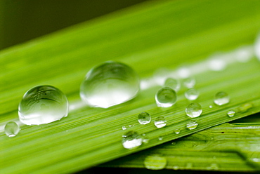 Water droplets on grass, Dali, Yunnan, China, Asia