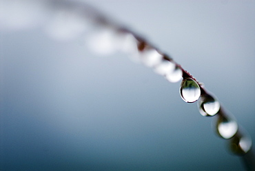 Water droplets on grass, Dali, Yunnan, China, Asia