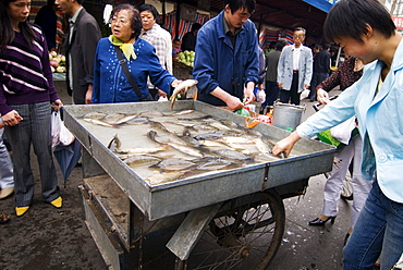 Woman buying fresh fish at market, Xining, Qinghai, China, Asia