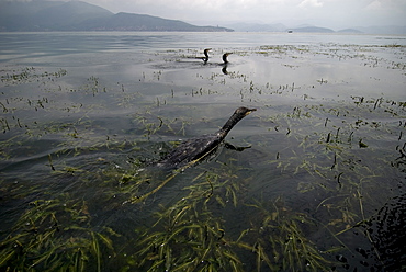 Fishing cormorants, Erhai lake, Dali, Yunnan, China, Asia