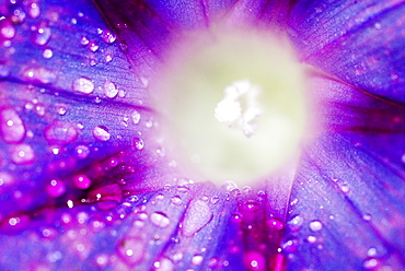 Ipomoea flower and water droplets, Dali, Yunnan, China, Asia