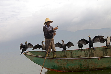 Cormorant fisherman with his birds, Erhai Lake, Dali, Yunnan, China, Asia