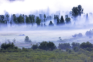 Early morning mist in Wells Grey Provincial Park, British Columbia, Canada, North America