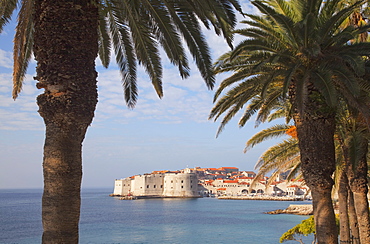 Old Town through palm trees, Dubrovnik, Croatia, Europe