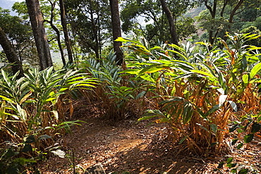 Cardamom plantation in the mountains of Munnar, Kerala, India, Asia 