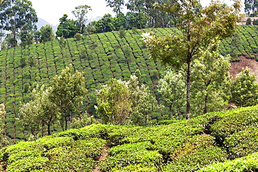 Tea plantation in the mountains of Munnar, Kerala, India, Asia 