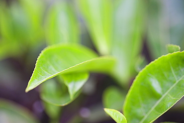 Tea leaves in a tea plantation in the mountains of Munnar, Kerala, India, Asia 