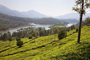 Tea plantation near the Mattupetty Reservoir, Kerala, India, Asia 