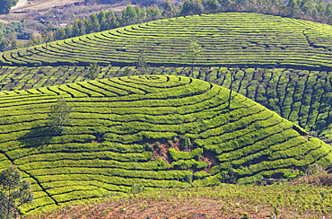 Tea plantation in the mountains of Munnar, Kerala, India, Asia 