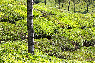 Tea plantation in the mountains of Munnar, Kerala, India, Asia 