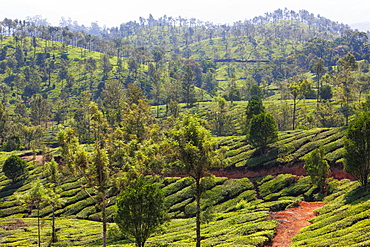 Tea plantation in the mountains of Munnar, Kerala, India, Asia 