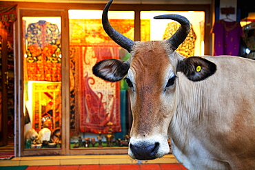 Cow outside a shop in the street in Thekkady, Kerala, India, Asia 