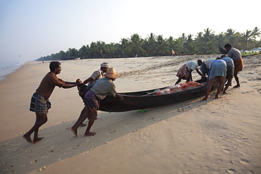 Fishermen pushing traditional boat with catch up the beach at Marari Beach, Kerala, India, Asia 