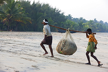 Fishermen carrying their catch up the beach at Marari Beach, Kerala, India, Asia 