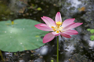 Lotus flower (water lily), Kerala, India, Asia 