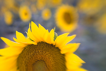 Close-up of sunflower, Tuscany, Italy, Europe